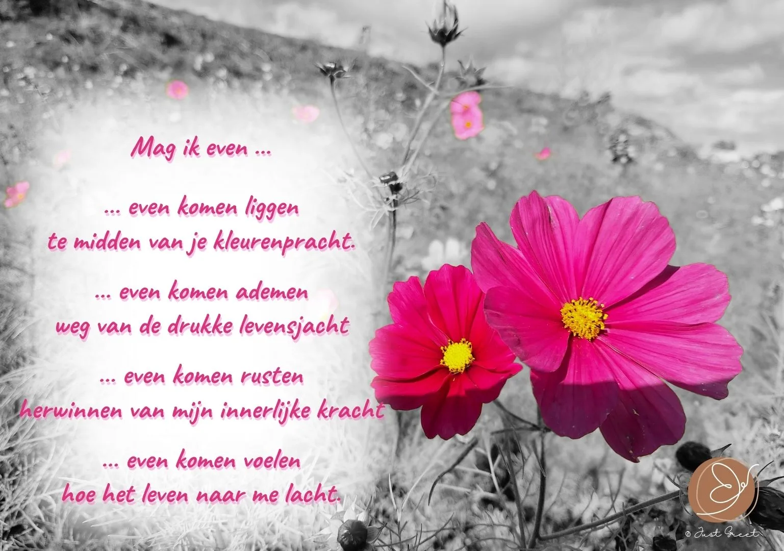 Samengesteld Pakket: Mini - Expo Kaartenpakket (1) (Expo Kleur in de Boomgaard) - Afbeelding 3